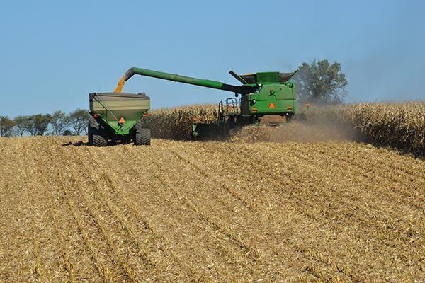 grain harvester in field