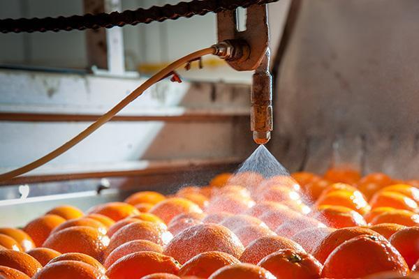oranges in factory