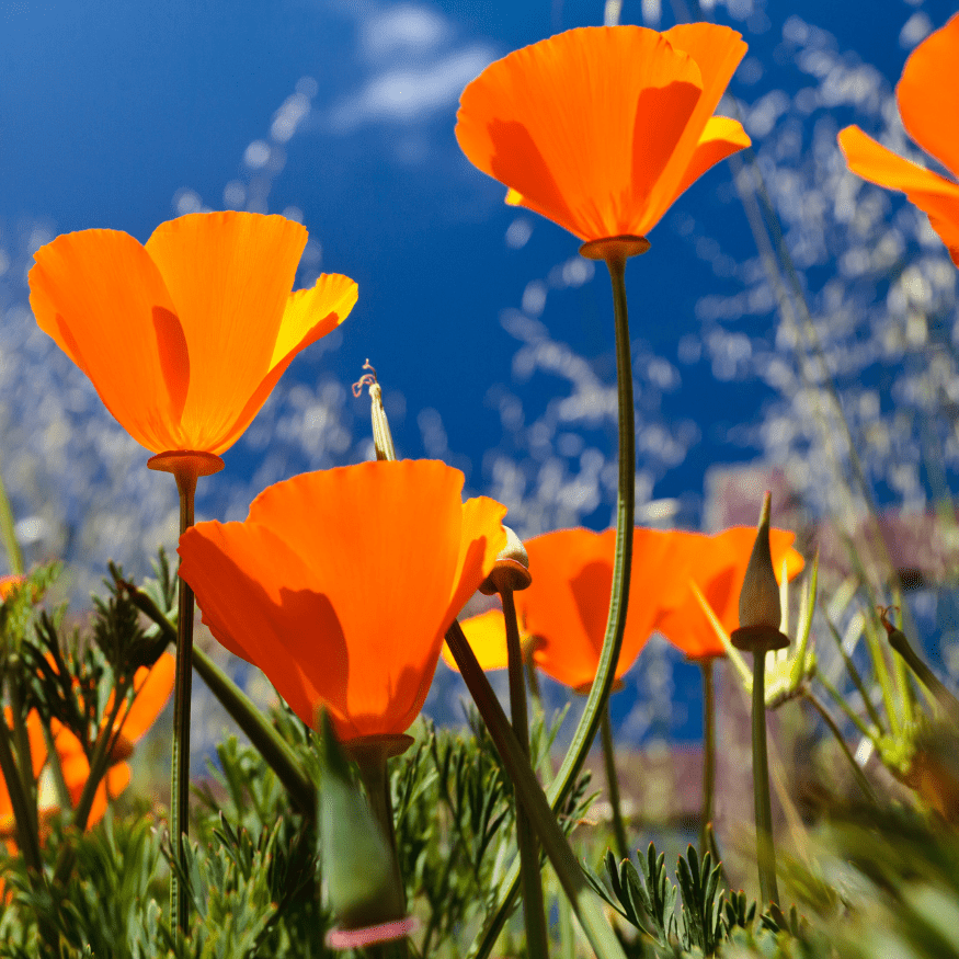 california poppies California poppies